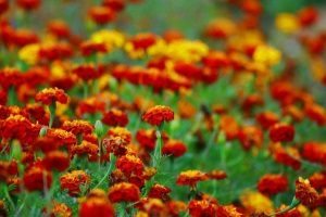 Marigolds2