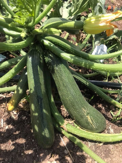 Zucchini